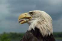 Bald Eagles in Red Wing, MN